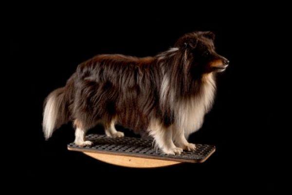 Wippe für Hunde mit einem Gewicht unter 10kg