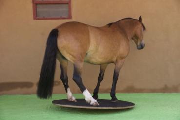 Steigerwald.T-1500R - muscle training for equines