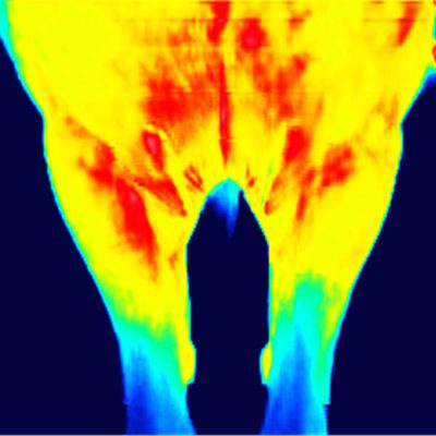 thermography of pectoral muscles before training