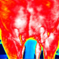 thermography of pectoral muscles after the training session