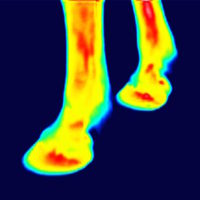 thermography of front legs before the training session