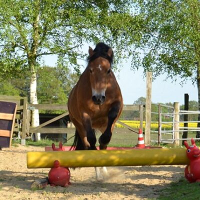 True Horse Agility jumping pony