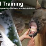 Medical Training mit Pferden