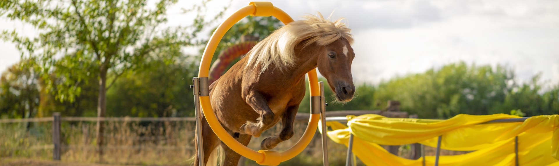 the hoop for horse agility