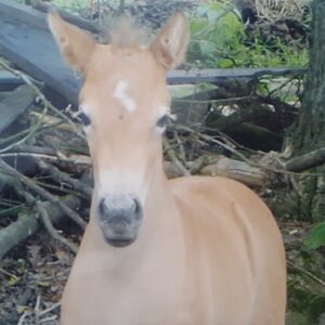 Freya as foal