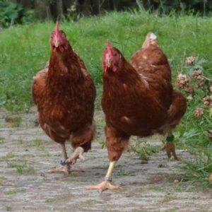 Auch die Hühner auf Hof Steigerwald leben artgerecht
