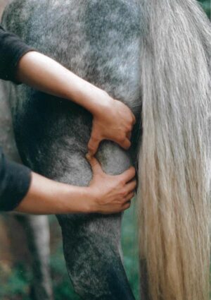 Physiotherapie tut auch Pferden gut