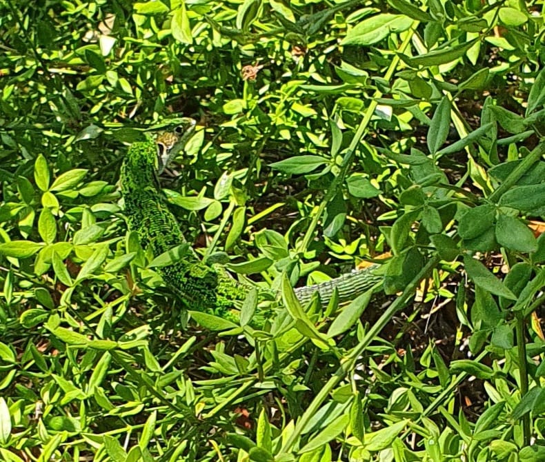Well camouflaged lizard in the greenery