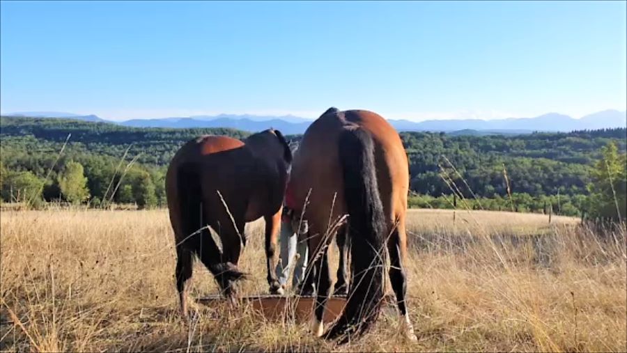 Two horses bobbing in front of the mountain landscape of southern France