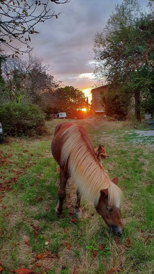 Pony Amadeus and dog Jupiter in front of the sunset at Le Matou