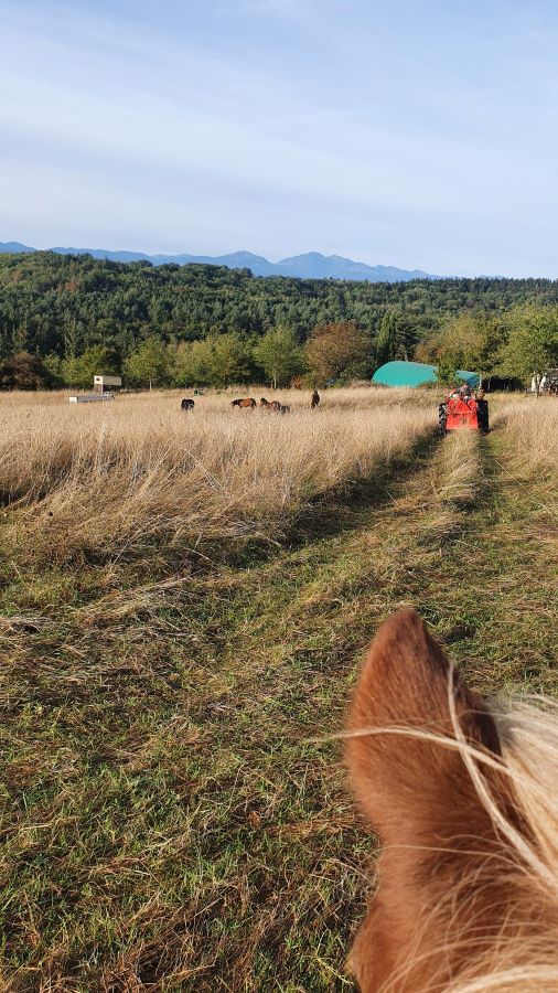 Pony Amadeus looks at Mario with his red tractor, his herd and the mountain landscape of southern France