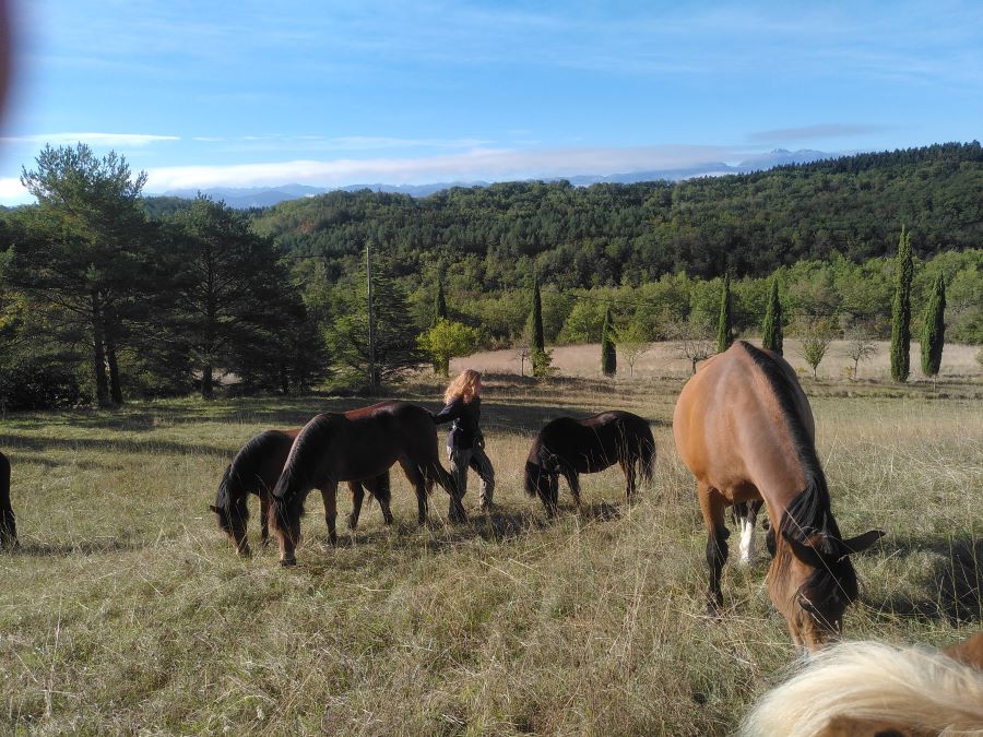 The herd of horses grazing at the hand of Le Matou