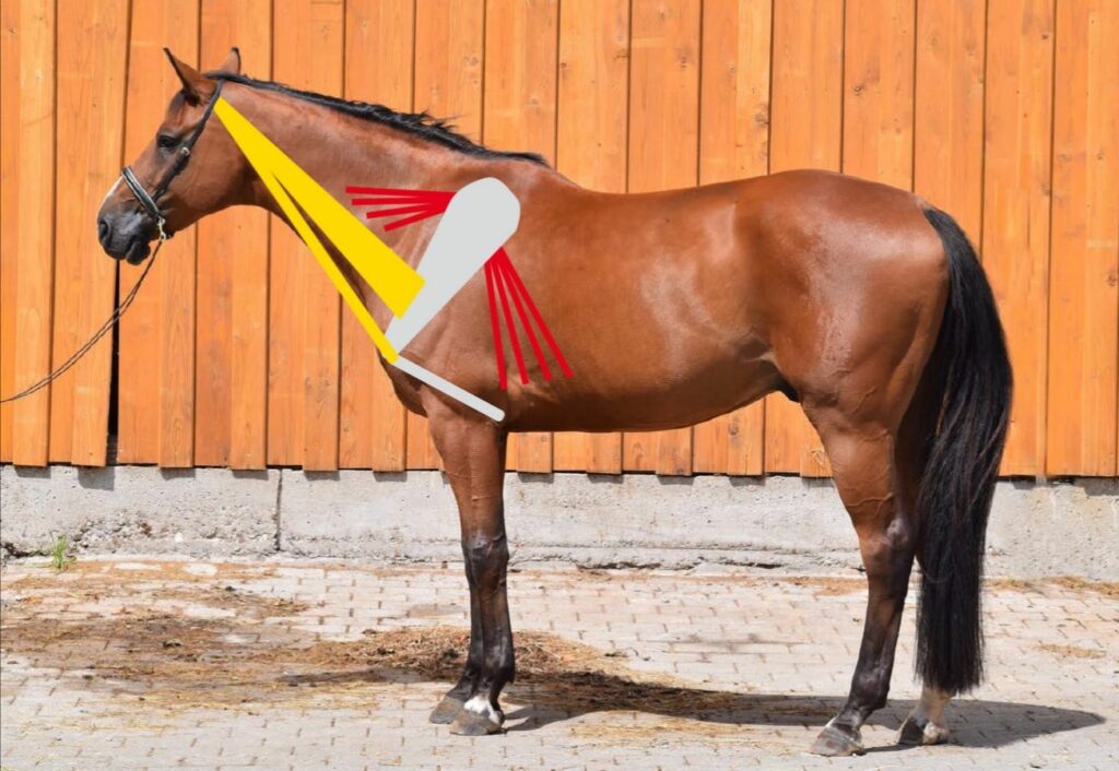 Pferd mit Markierungen von Skelett und Muskulatur