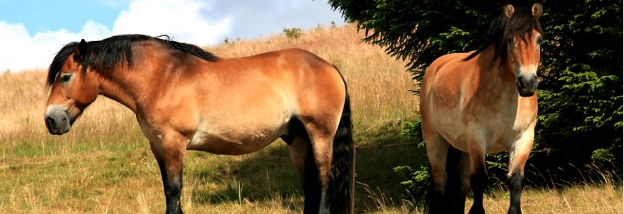 Schmerzgesicht bei einem Pferd auf der Weide